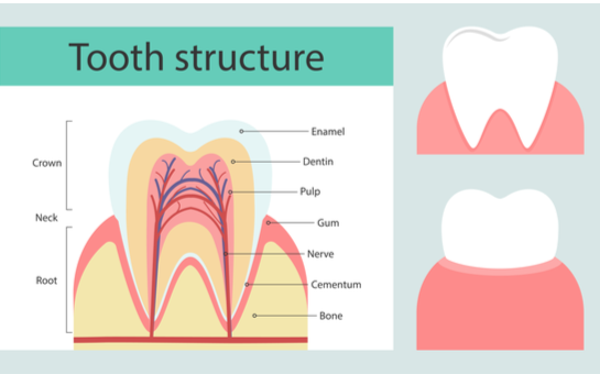  A digital illustration shows the structure of a tooth, starting with tooth enamel. 