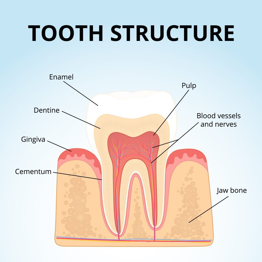 Drug Helps Teeth Repair Themselves