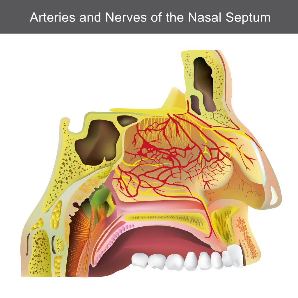 anatomy of sinus infection