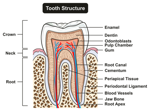 Diagram of tooth structure with the root, neck, and crown of tooth.