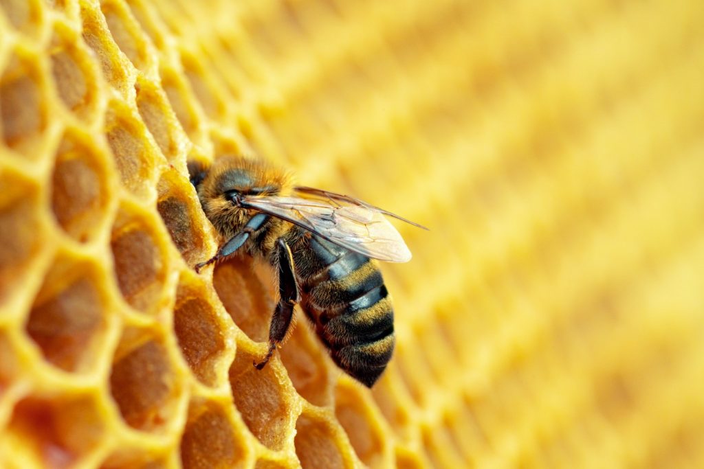 A honey bee is on a honeycomb.